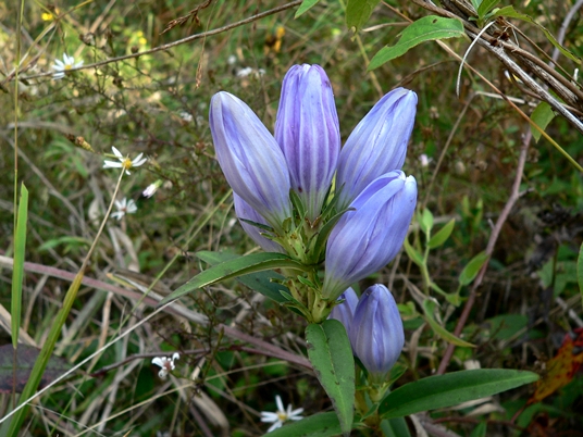 {Gentiana saponaria}